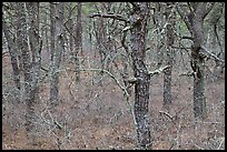 Bare forest with dense understory, Cape Cod National Seashore. Cape Cod, Massachussets, USA (color)