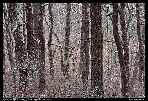 Bare Oak forest, Cape Cod National Seashore. Cape Cod, Massachussets, USA