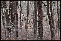 Bare Oak forest, Cape Cod National Seashore. Cape Cod, Massachussets, USA