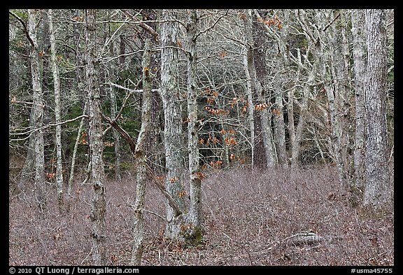 Red maple forest, Cape Cod National Seashore. Cape Cod, Massachussets, USA