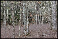 Red maple forest, Cape Cod National Seashore. Cape Cod, Massachussets, USA