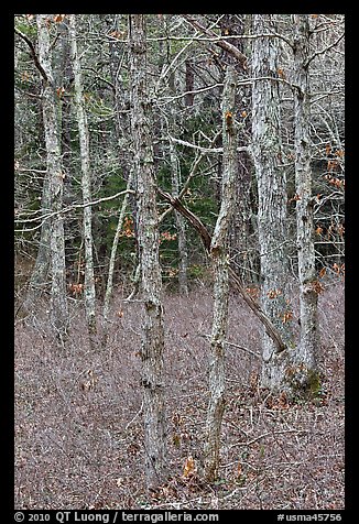 Forest in winter, Cape Cod National Seashore. Cape Cod, Massachussets, USA (color)
