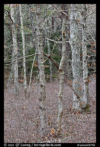 Forest in winter, Cape Cod National Seashore. Cape Cod, Massachussets, USA