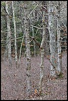 Forest in winter, Cape Cod National Seashore. Cape Cod, Massachussets, USA ( color)