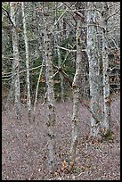 Forest in winter, Cape Cod National Seashore. Cape Cod, Massachussets, USA