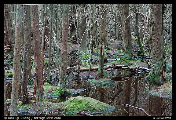 White Cedar Swamp, Cape Cod National Seashore. Cape Cod, Massachussets, USA (color)