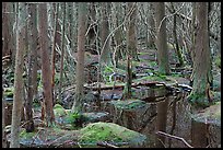 White Cedar Swamp, Cape Cod National Seashore. Cape Cod, Massachussets, USA