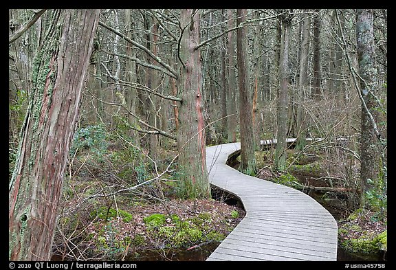 Boardwalk through swamp, Cape Cod National Seashore. Cape Cod, Massachussets, USA