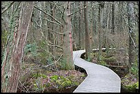 Boardwalk through swamp, Cape Cod National Seashore. Cape Cod, Massachussets, USA ( color)