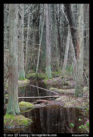 Atlantic White Cedar trees, Cape Cod National Seashore. Cape Cod, Massachussets, USA