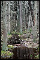 Atlantic White Cedar trees, Cape Cod National Seashore. Cape Cod, Massachussets, USA ( color)