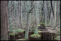 Atlantic White Cedar swamp forest, Cape Cod National Seashore. Cape Cod, Massachussets, USA ( color)