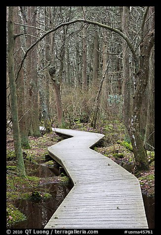 Boardwalk, Atlantic White Cedar swamp trail, Cape Cod National Seashore. Cape Cod, Massachussets, USA