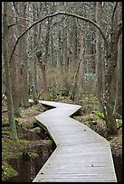 Boardwalk, Atlantic White Cedar swamp trail, Cape Cod National Seashore. Cape Cod, Massachussets, USA