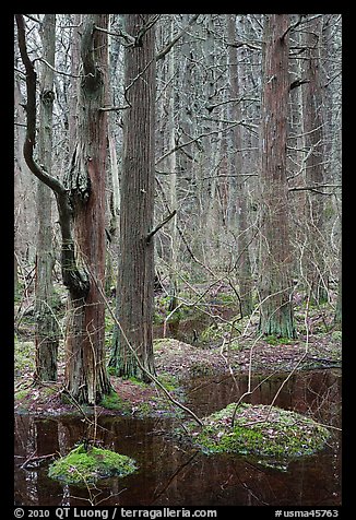 Forested swamp, Cape Cod National Seashore. Cape Cod, Massachussets, USA