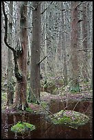 Forested swamp, Cape Cod National Seashore. Cape Cod, Massachussets, USA