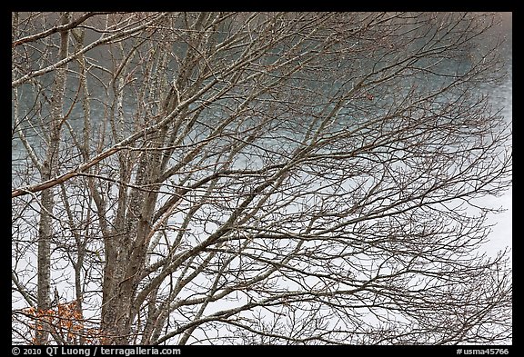 Bare branches, Sandwich. Cape Cod, Massachussets, USA (color)