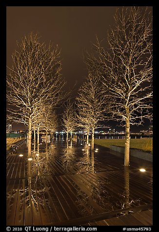 Illuminated trees and reflections. Boston, Massachussets, USA (color)