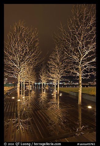 Illuminated trees and reflections. Boston, Massachussets, USA