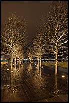 Illuminated trees and reflections. Boston, Massachussets, USA