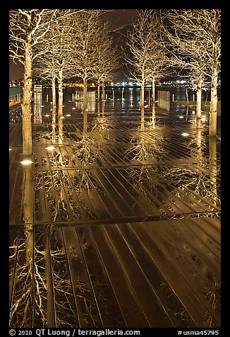 Reflected trees at night. Boston, Massachussets, USA