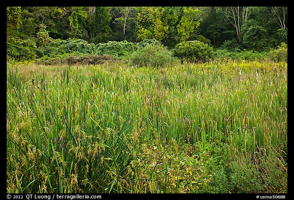 Meadow in summer, Minute Man National Historical Park. Massachussets, USA