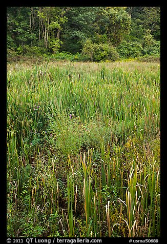 Tall grasses in meadow, Minute Man National Historical Park. Massachussets, USA (color)