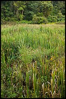 Tall grasses in meadow, Minute Man National Historical Park. Massachussets, USA ( color)
