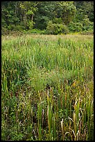 Tall grasses in meadow, Minute Man National Historical Park. Massachussets, USA