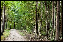Battle road near Meriams Corner, Minute Man National Historical Park. Massachussets, USA (color)