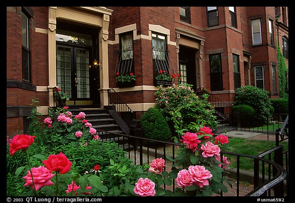 Roses and brick houses on Beacon Hill. Boston, Massachussets, USA (color)