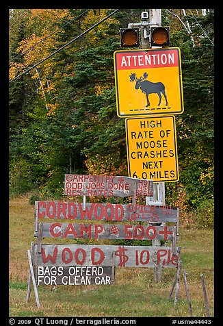 Moose warning a wood for sale signs. Maine, USA (color)