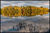 Reeds and trees in fall color reflected in mirror-like water, Greenville Junction. Maine, USA