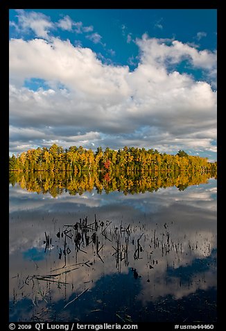 Reeds, autumn reflections, and cloud, Greenville Junction. Maine, USA (color)