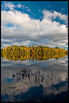 Reeds, autumn reflections, and cloud, Greenville Junction. Maine, USA ( color)