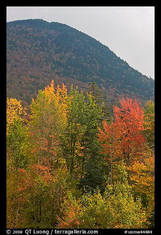 Trees below Elephant Mountain. Maine, USA (color)