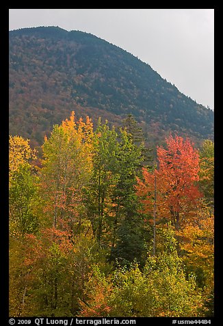 Trees below Elephant Mountain. Maine, USA