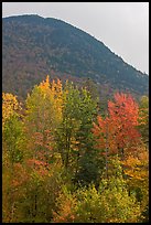 Trees below Elephant Mountain. Maine, USA ( color)