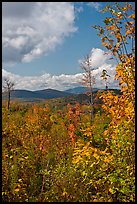 Colorful leaves framing fall landscape. Maine, USA ( color)