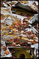 Fall leaves on wreck of crashed B-52. Maine, USA (color)