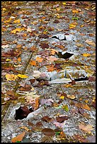 Close-up of aicraft wreck with fallen leaves. Maine, USA ( color)