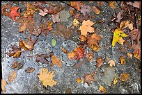 Detail of B-52 airplane part with fallen leaves. Maine, USA