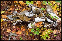 Autumn leaves and cluster of mangled aluminum from B-52 crash. Maine, USA (color)