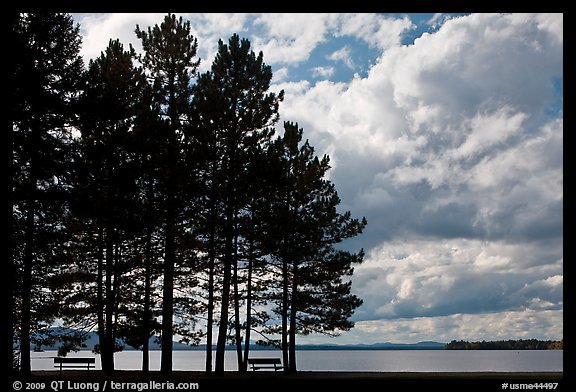 Conifers silhouette and clouds, Lily Bay State Park. Maine, USA (color)