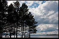 Conifers silhouette and clouds, Lily Bay State Park. Maine, USA