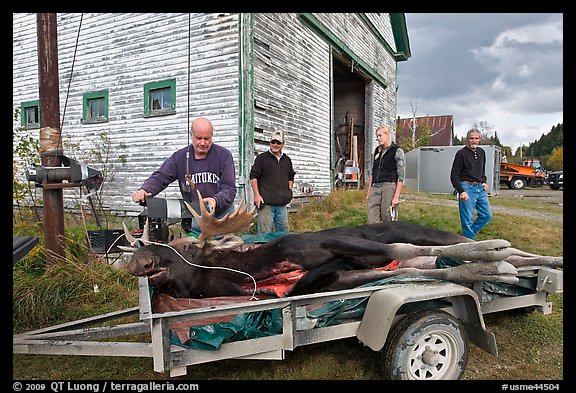 Hunters preparing to weight killed moose, Kokadjo. Maine, USA (color)
