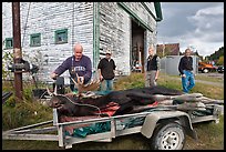 Hunters preparing to weight killed moose, Kokadjo. Maine, USA (color)