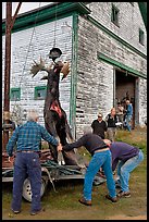 Hunters lifting dead moose for weighting, Kokadjo. Maine, USA