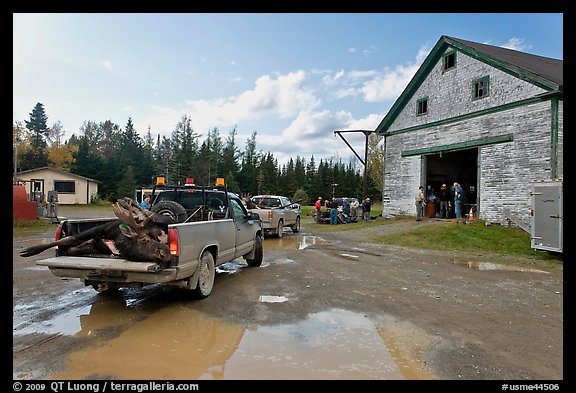 Trucks with moose lining up at checking station, Kokadjo. Maine, USA (color)