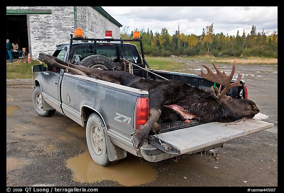 Truck with harvested moose, Kokadjo. Maine, USA